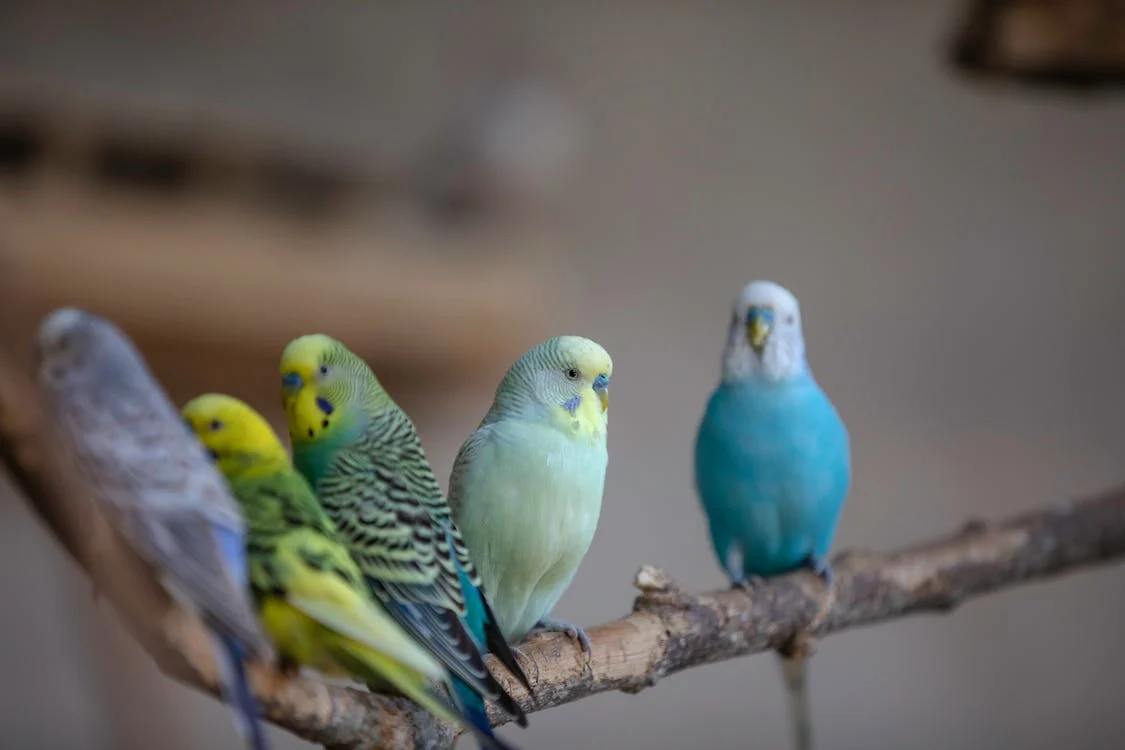 Muhabbet Kuşları “Evcil Kuşların Zarif Temsilcileri”